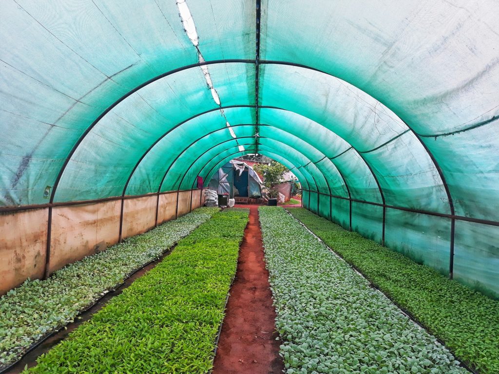 plantation